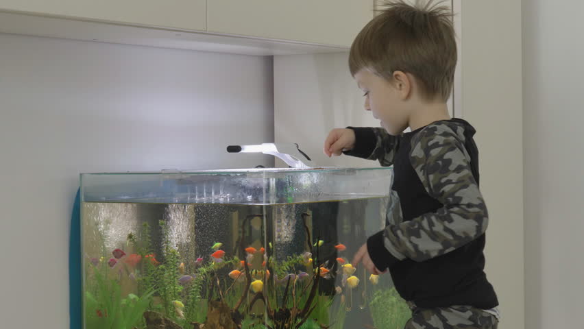 Little child feeding the exotic fish in his aquarium at home