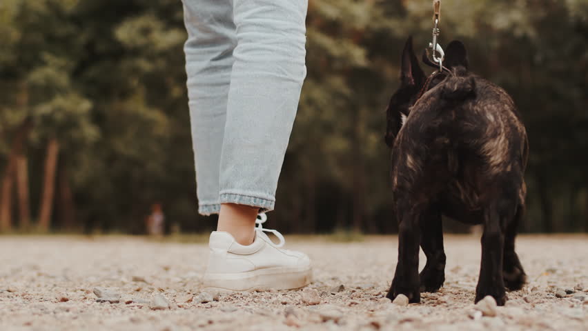 Young female dog owner leading her french bulldog on a leash on an outdoor dog training ground in a back view. Concept of proper pet care and handling
