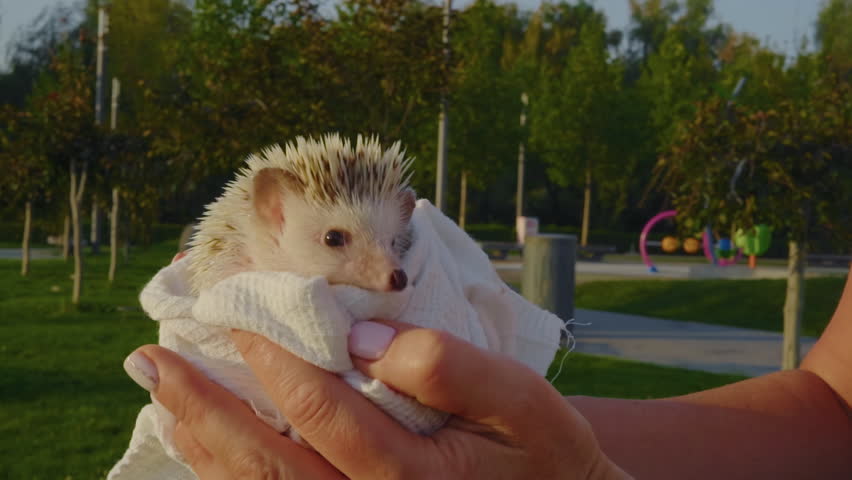Close-up, a woman's hands holding a small hedgehog with white spines wrapped in a white towel Royalty-Free Stock Footage #1106910377
