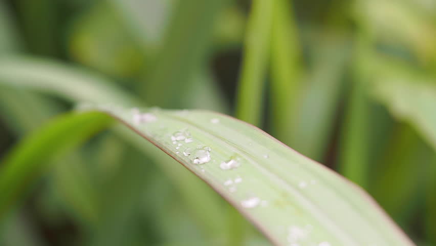 Close up of dew drops on a natural green plant leaf. Macro close-up of peaceful nature after the rain. Blurred green background. 4K. Macro photography. Royalty-Free Stock Footage #1106911513
