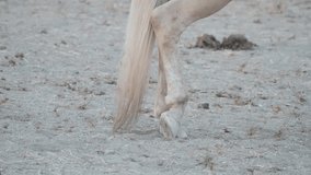 Light colored horse's hoof up close as it daintily bends its ankle  - Powered by Shutterstock - Get 15% off with code: PIKWIZARD15