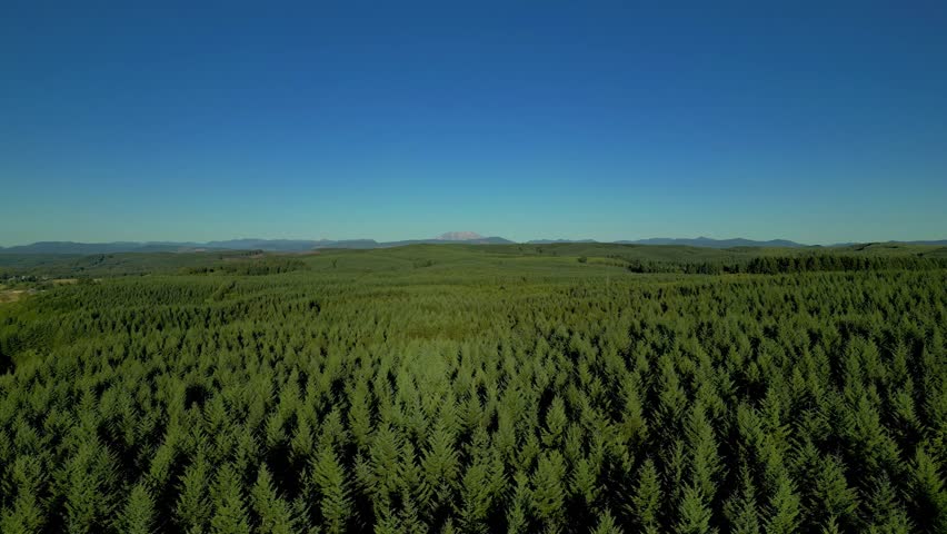 Aerial Flying over evergreen forest towards Mount Saint Helens