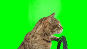 Side view of a cat sitting behind a steering wheel on green screen isolated with chroma key, real shot. Bengal cat driving a car.