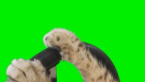 Close-up of cat paws turning steering wheel on green screen isolated with chroma key. Cat driving a car.