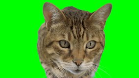 Close-up shot of Bengal cat on green screen looking at camera. Close portrait of a cute cat