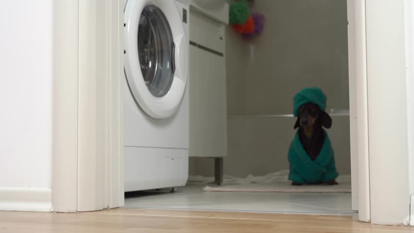 Adult dachshund dog in elegant home clothes leaves bathroom on weekend, proudly looks around runs to couch to rest Pet in bright blue terry bathrobe, turban on his head after spa treatments, grooming Royalty-Free Stock Footage #1106916815