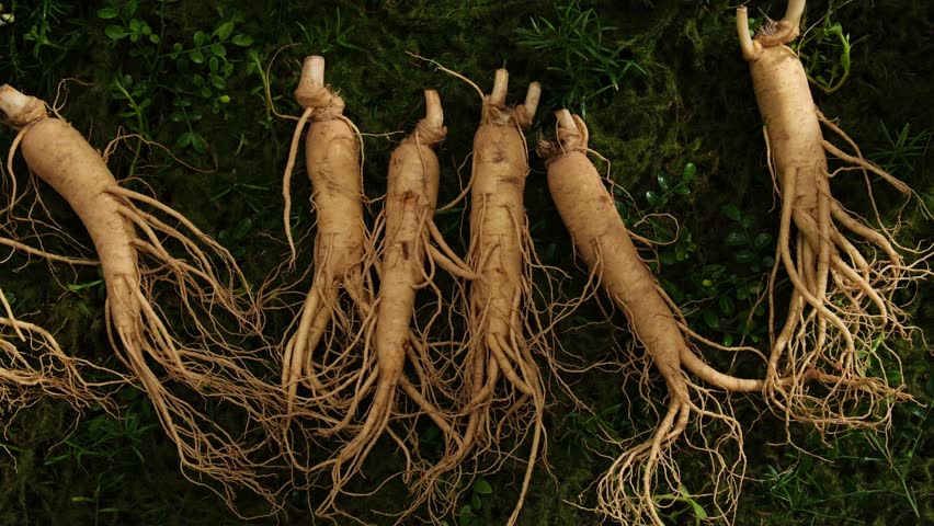 Close-up of rare freshly harvested Korean ginseng roots, placed on a natural green moss background. High quality footage for product ads. Rare herbs good for health Royalty-Free Stock Footage #1106917513