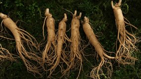 Close-up of rare freshly harvested Korean ginseng roots, placed on a natural green moss background. High quality footage for product ads. Rare herbs good for health