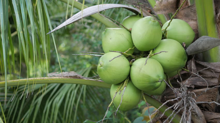 Green Coconut Stock Video Footage | Royalty Free Green Coconut Videos ...