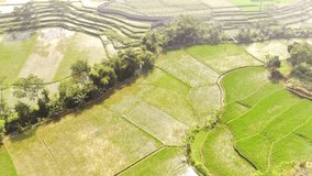 Drone Footage. Aerial morning view of agricultural fields and terraced rice fields that adorn the outskirts of Bandung. High Quality 4k Videos
