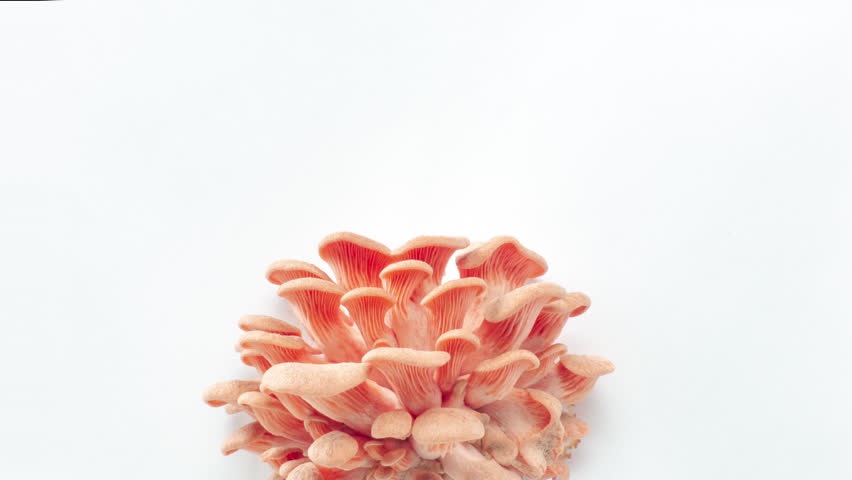 pink oyster mushrooms growing on white background time lapse in 4 day, 4k video Royalty-Free Stock Footage #1106921345