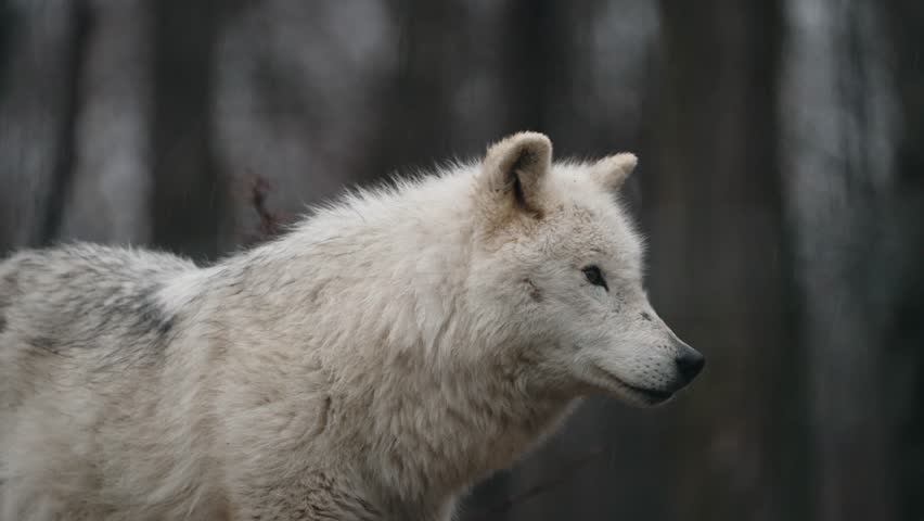 portrait of a white adorable arctic wolf closeup looking into camera. epic shot of a wild arctic fox closeup standing alone in the forest. closeup of a white arctic fox standing Royalty-Free Stock Footage #1106921391