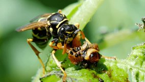 Wasp eats a worm in 4K VIDEO. Rare footage of wasp (vespula vulgaris) eating larva of Colorado beetle (Leptinotarsa decemlineata) on potato plant. Close-up of insect pest and his natural enemy.