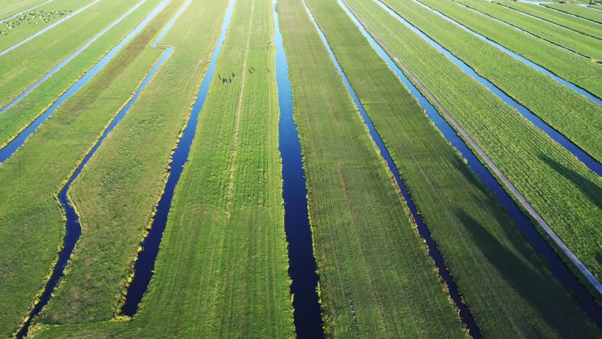 Aerial view of a Dutch polder landscape with grazing cows