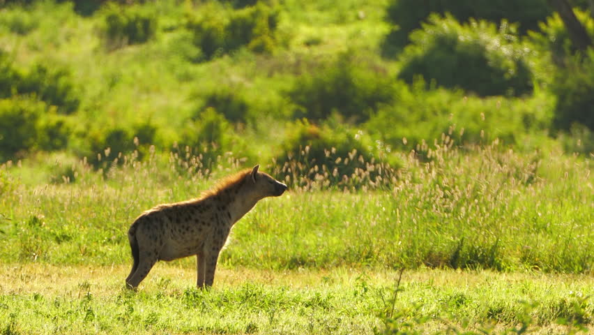 A medium shot of a Spotted Hyena feeding in the dense grass, captured during a scientific expedition in Tanzania, professional cinema equipment, Leica optics, downscale 6K.