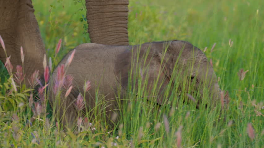 Close up isolated little cute baby elephant hiding in the bushes. Rare wildlife footage captured during a scientific expedition in Tanzania, professional cinema equipment, Leica optics, downscale 6K. Royalty-Free Stock Footage #1106930899