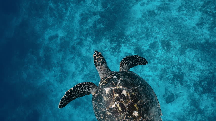 Marine in the wildlife. Large beautiful sea turtle swims and sinks to bottom in blue water. Scuba diving green turtle in sea alone. Concept of underwater relaxation and entertainment on vacation.