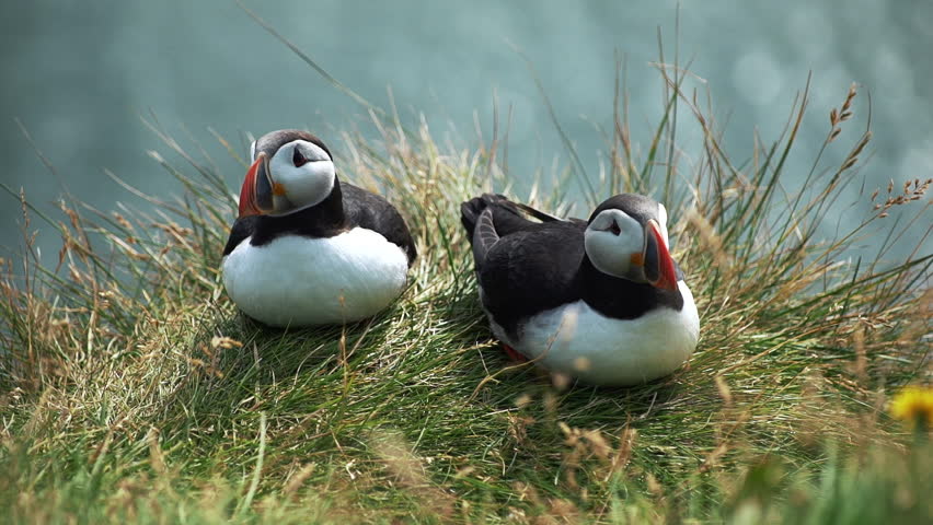 Portrait of a couple of charming puffins sitting on the grass and looking around. Amazing Icelandic birds meet a puffin and dance together in nature. Concept of environment and beauty. Royalty-Free Stock Footage #1106930959