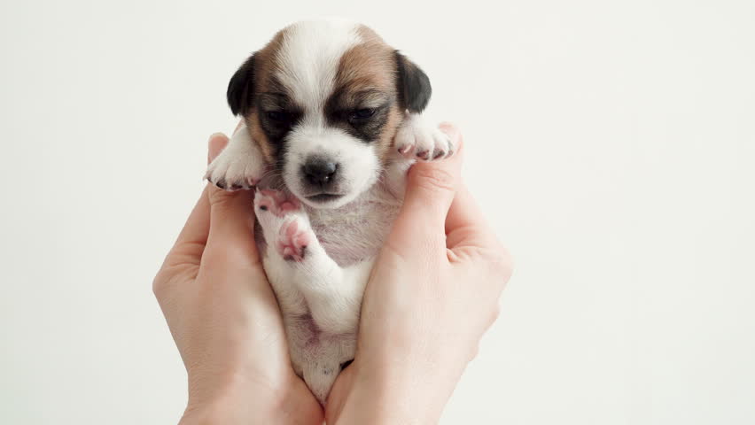 Puppy sleeping in the owners hands Royalty-Free Stock Footage #1106931283