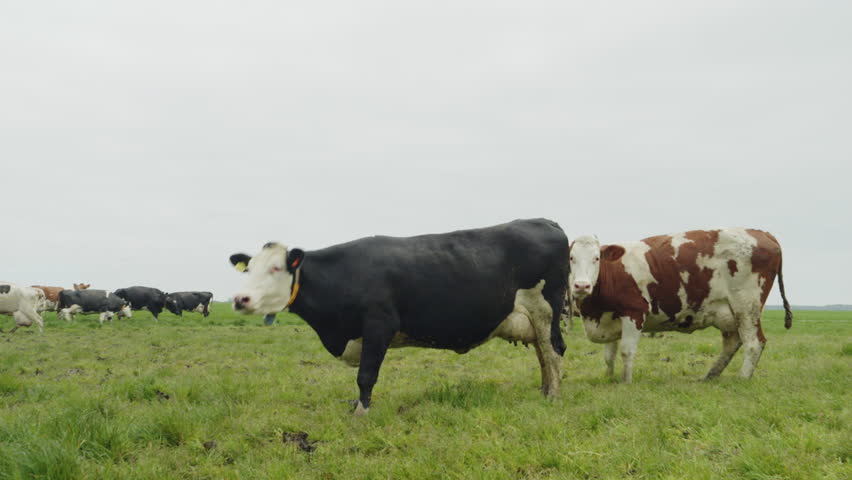 SLO MO MS Herd of cows walking in field in spring, Friesland, Netherlands | Shutterstock HD Video #1106933115