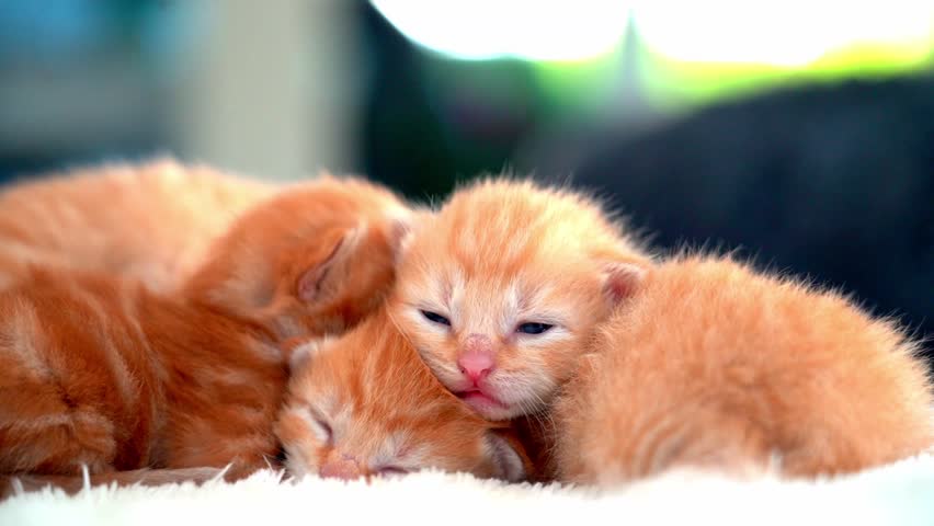 Newborn baby red cat sleeping on funny pose. Group of small cute ginger kitten. Sleep cozy nap time. Comfortable pets sleep at cozy home. Cute funny home pets. Domestic animal Young kittens. 4k video | Shutterstock HD Video #1106936255