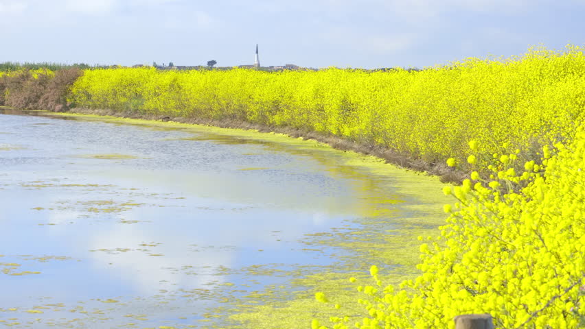 Salt marshes of the natural reserve of Lilleau des Niges on the Ile de Ré island in France with white mustard flowers in bloom