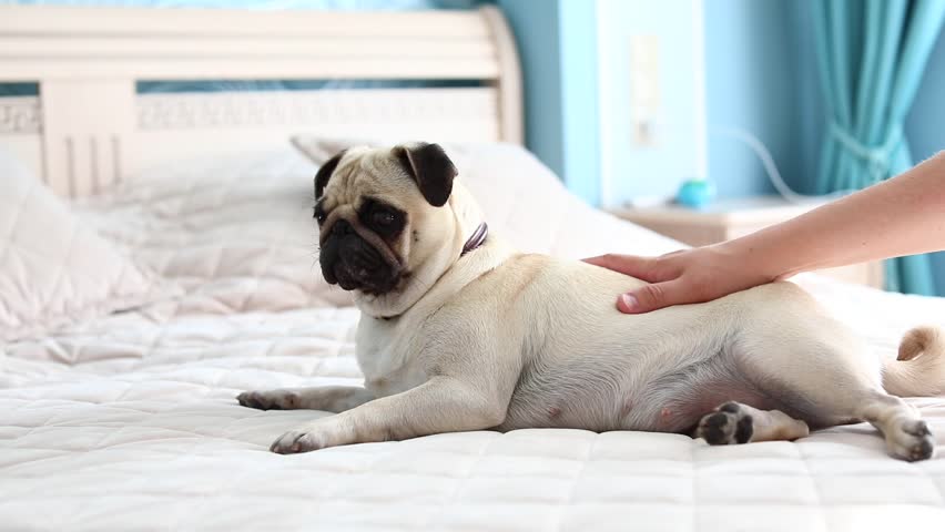 The pug lies on the bed. A man pets a pug and scratches behind his ear.