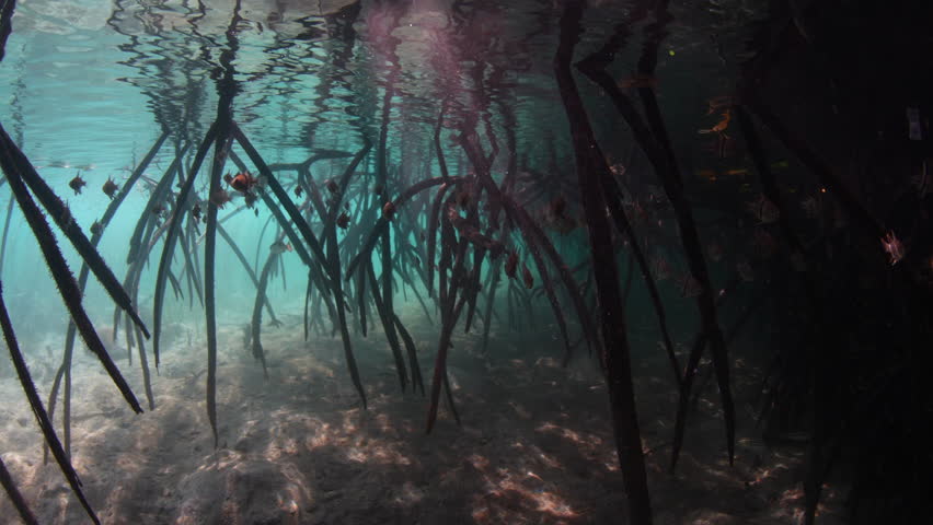 Dark shadows of a mangrove forest provide habitat for fish in Komodo National Park, Indonesia. Mangroves serve as vital nursery areas for fish and invertebrates. They also reduce runoff from land.