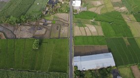 The drone view of paddy terrace in Banyumas, Central Java, Indonesia. This video was taken on July 31, 2023 by a professional. This aerial video contains a beautiful rice field in tropical