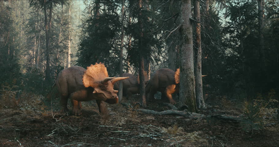 Mighty triceratops roam the jungle in search of food. . High quality 4k footage. 3D Illustration