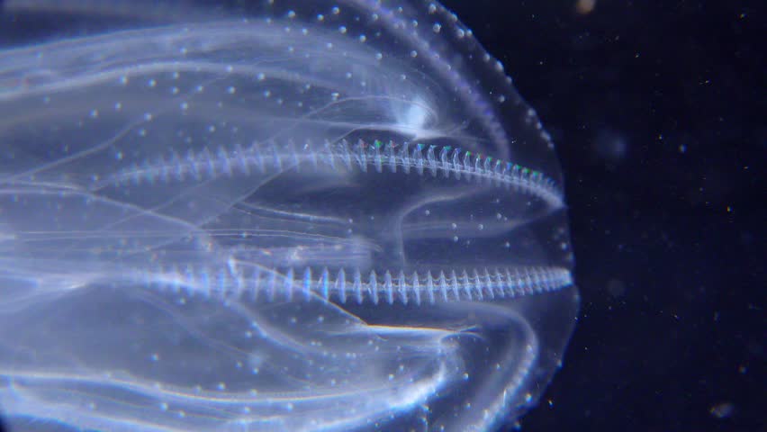 Invasive jellyfish ctenophora (Mnemiopsis leidyi), Black Sea Royalty-Free Stock Footage #1106945801