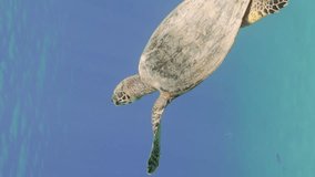 Vertical video, Back view of Sea Turtle slowly floats up in blue water resurfacing to breathe, close up, slow motion. Hawksbill Sea Turtle or Bissa (Eretmochelys imbricata)