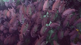 Vertical video, School of Blotcheye soldierfish or Squirrelfish (Myripristis berndti) hiding floats in shadow of coral cave on bright sunny day, Slow motion, Camera moving forwards