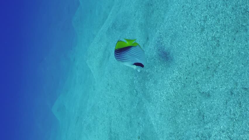Vertical video, Close-up of Cross Stripe Butterfly or Threadfin Butterflyfish (Chaetodon auriga) swimming fast over sand seabed covered with hills at depth, Slow motion