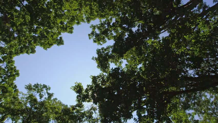 Point Pelee Drive POV. Point of view, top car view. Sunroof window driving view. Driving under canopy of the Carolinian Forest. Green arch of trees greenery during driving at summer vacation adventure Royalty-Free Stock Footage #1106948541