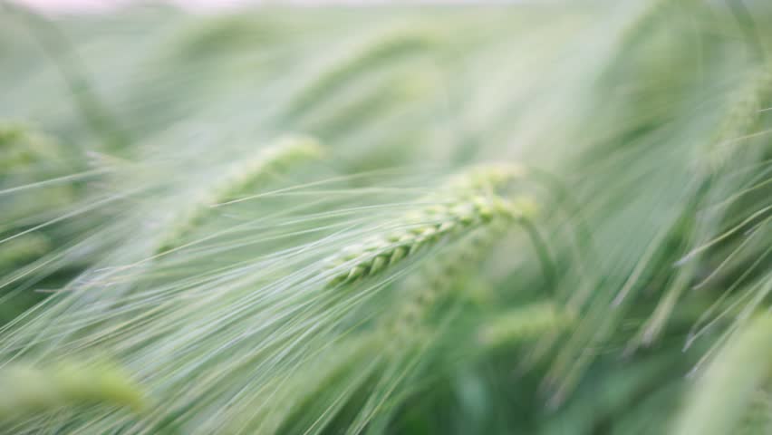 Agricultural wheat field. Ears of green wheat close-up.Background of ripening ears of a wheat field Royalty-Free Stock Footage #1106948657