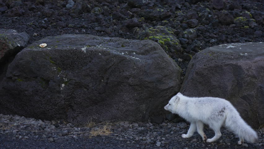 portrait of a adorable newborn baby arctic wolf walking on stone. epic shot of a baby arctic wolf walking and eating in the forest Royalty-Free Stock Footage #1106950273