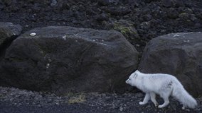 portrait of a adorable newborn baby arctic wolf walking on stone. epic shot of a baby arctic wolf walking and eating in the forest