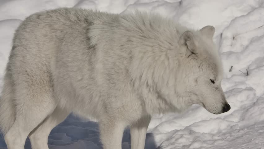 closeup of a wild white arctic wolf closeup walking on snow. epic shot of a wild arctic wolf face closeup standing alone on snow Royalty-Free Stock Footage #1106950769