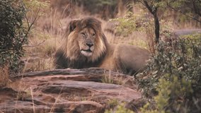 footage of a wild male African lion closeup resting in the forest. epic shot of a wild Barbary lion closeup resting alone in the forest