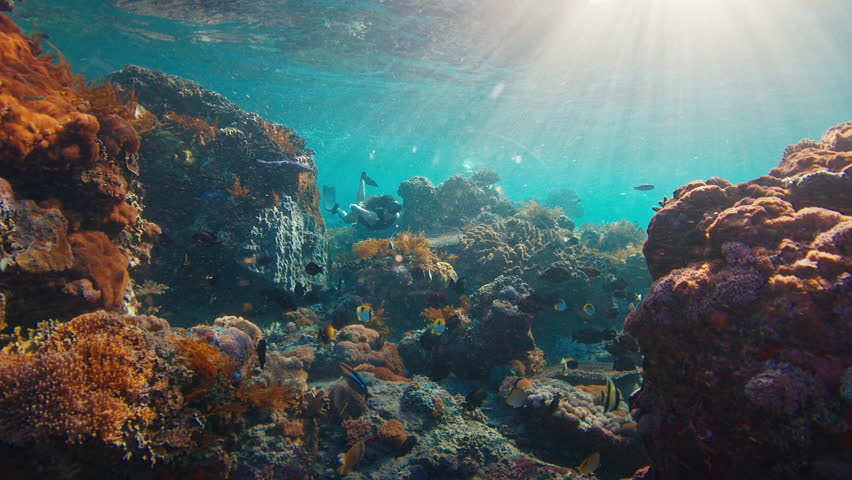 Sexy woman freedives. Young fit female freediver swims underwater over the healthy coral reef near the island of Nusa Penida in Bali, Indonesia