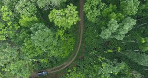 Drone: aerial video of mahogany plantation  coffee plantation from the air with forest background. beautiful forest scenery on sunny morning. Ngadirejo, Central Java, Indonesia
