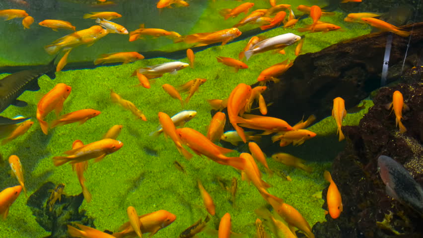 Colorful cichlids swim in the aquarium | Shutterstock HD Video #1106956445