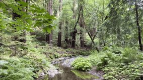 Muir Woods National Park Redwood Creek Horizontal Video
