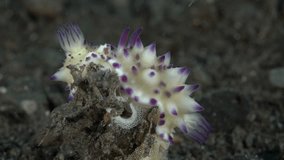 Two white nudibranchs lay caviar.
Bumpy Mexichromis (Mexichromis multituberculata) 30 mm. ID: tall conical tubercles with purple tips, often with orange spots near mantle margin.