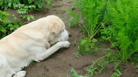 Fawn Labrador retriever dog digs carrot out of the ground and runs away to eat it. 
