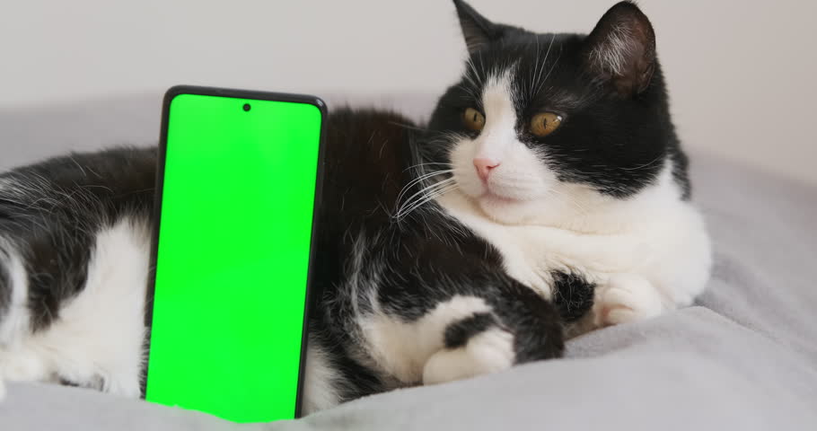Funny cat looking at phone green screen, chroma key in smartphone falling. Copy space. Fluffy feline pet lying at home. Blank place for app advertising. Green mobile display in apartment interior. 4k