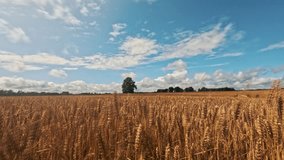 Summer Timelapse Moving Clouds Over a Field of Golden Wheat Before Rain Storm. Dramatic Storm Clouds Timelapse Over Rye Fields. - Powered by Shutterstock - Get 15% off with code: PIKWIZARD15