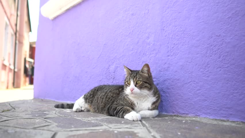 A gray and white cat lies down and relaxes, looking to the left while moving its tail. It is resting against a purple-colored wall