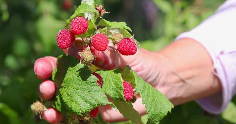 Picking raspberries in the orchard. Close up of female hand picking berries juicy ripe fruit, slow motion. Bright sunny summer day